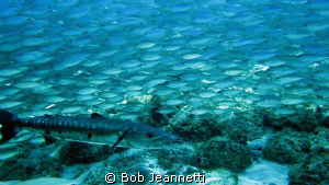 Barracuda and Jacks by Bob Jeannetti 